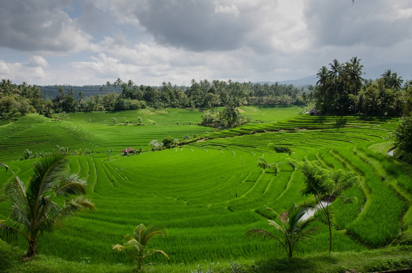 Les rizières de Bali où je vais aller faire un tour, entre autres! 