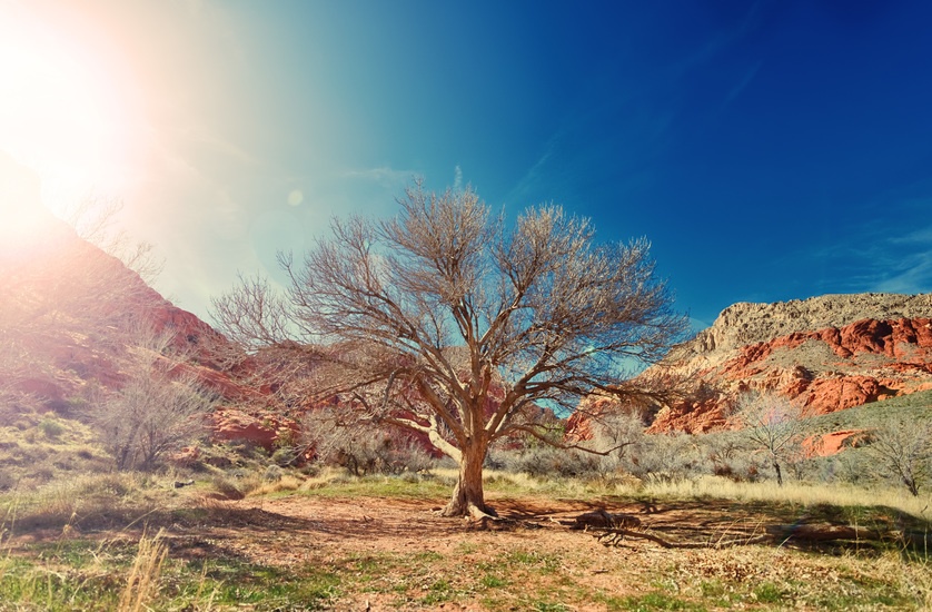 sun-desert-dry-tree-large
